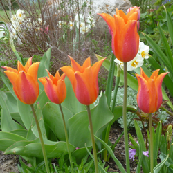 bulbs2