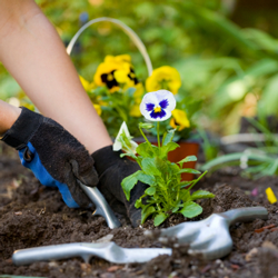Garden Maintenance